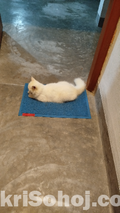 Turkish angora